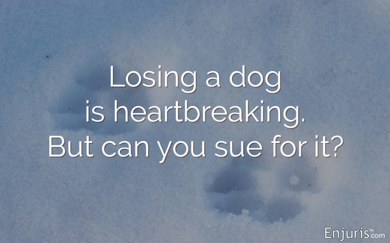 Losing a dog is heartbreaking. But can you sue for it?