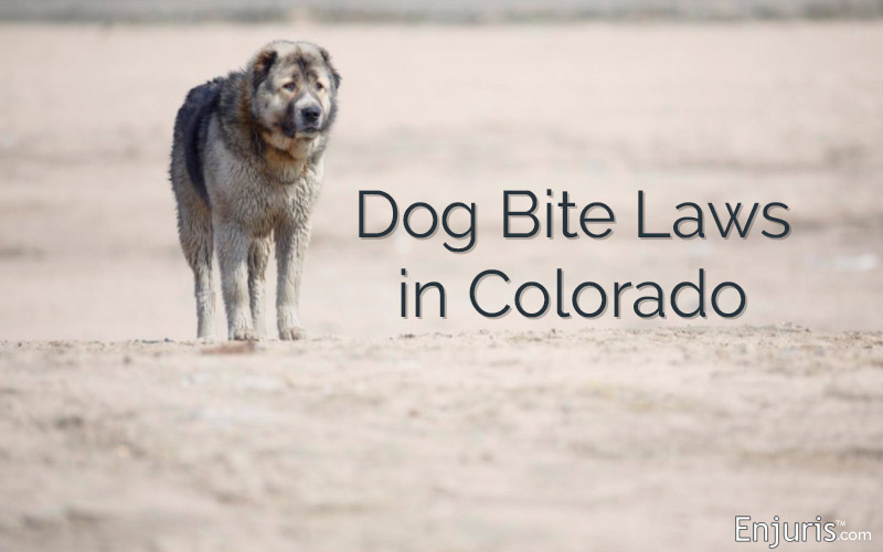 Dog Bite Laws in Colorado