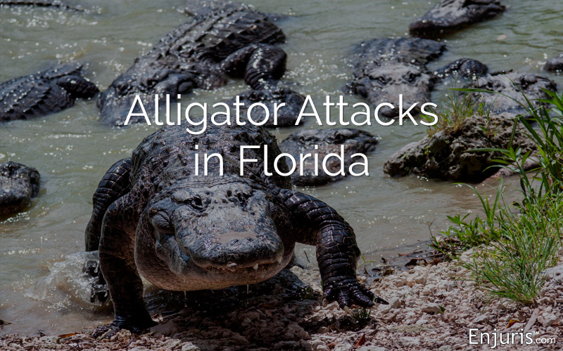 alligator attacks in FL