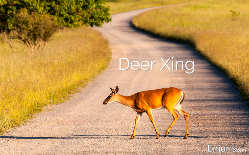 Worst states for deer-vehicle accidents