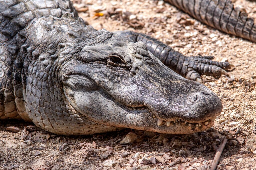 Florida alligators and likelihood of attack
