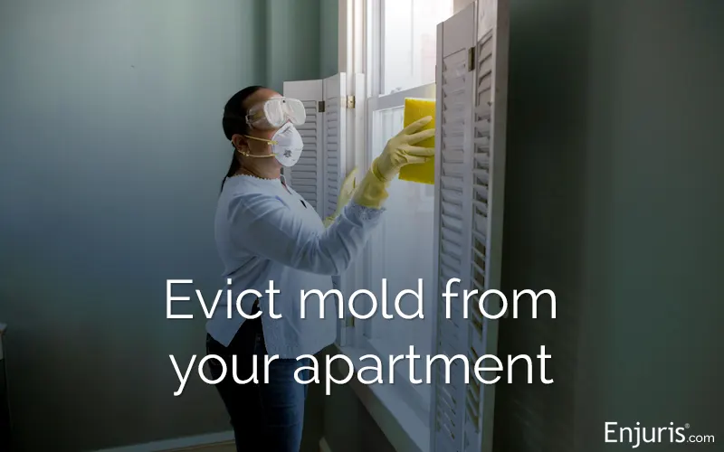 How to handle mold in a New York apartment